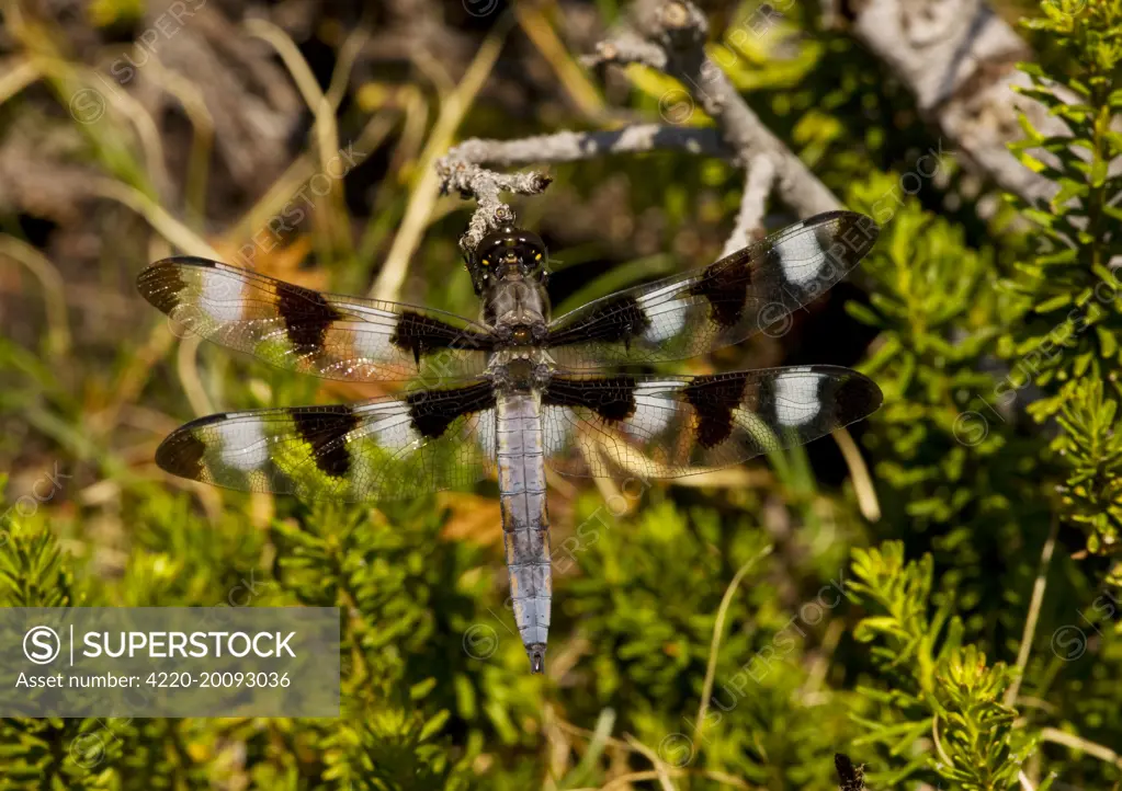 The twelve-spotted Skimmer - perched on red heather (Libellula pulchella). Mount Lassen, California, USA.
