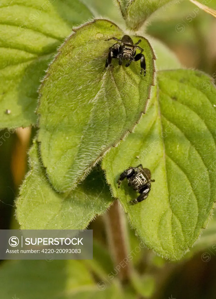 2 jumping spiders - on mint leaves (Evarcha arcuata). Dordogne, France.