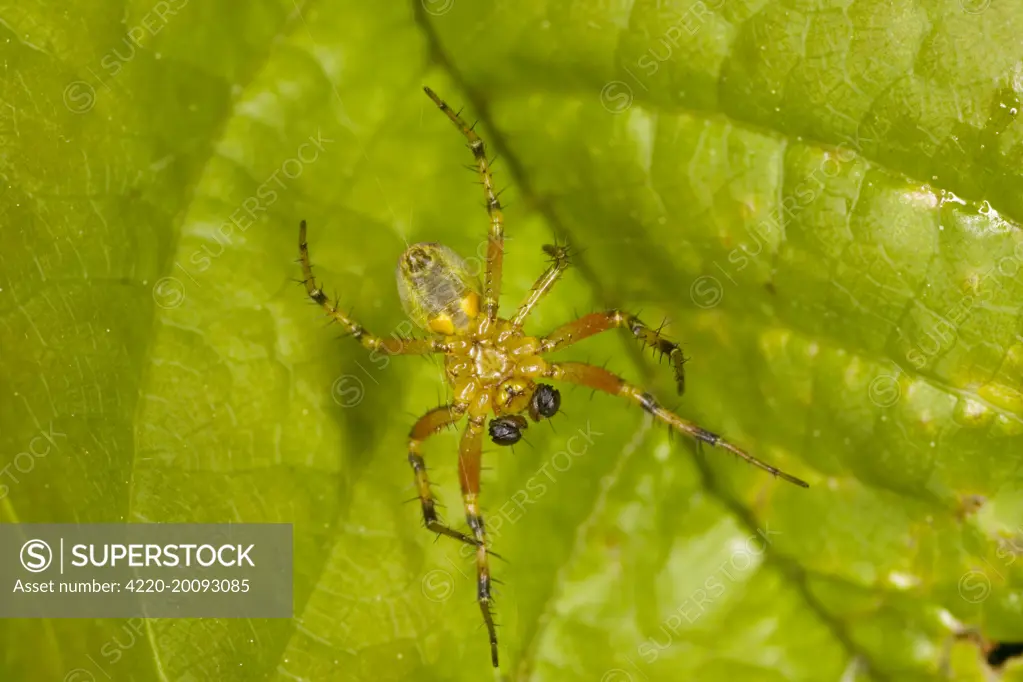 A small Araneid spider - from below (Araniella opisthographa). France.
