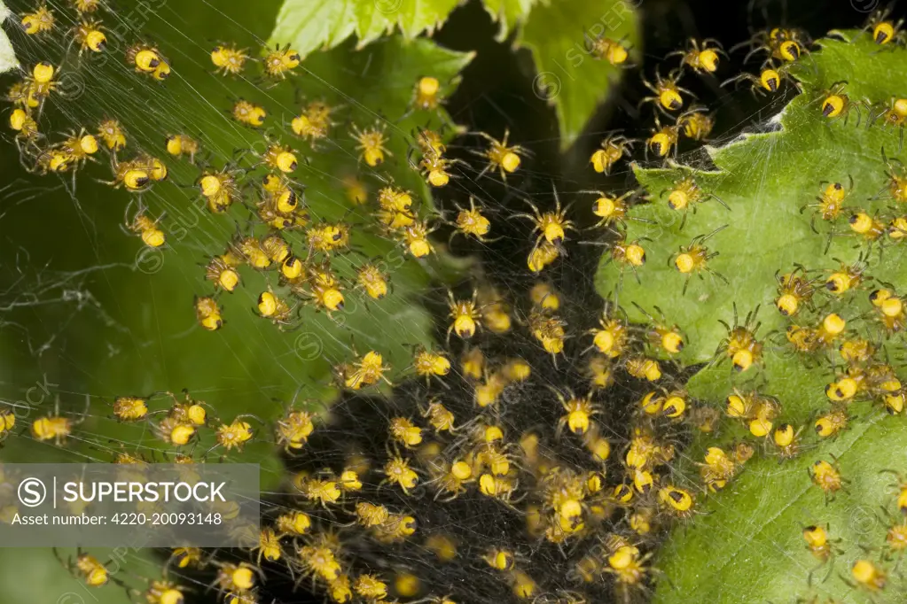 Young spiderlings of garden spider - normally grouped together, but spread out when threatened. Common in gardens (Araneus diadematus). France.
