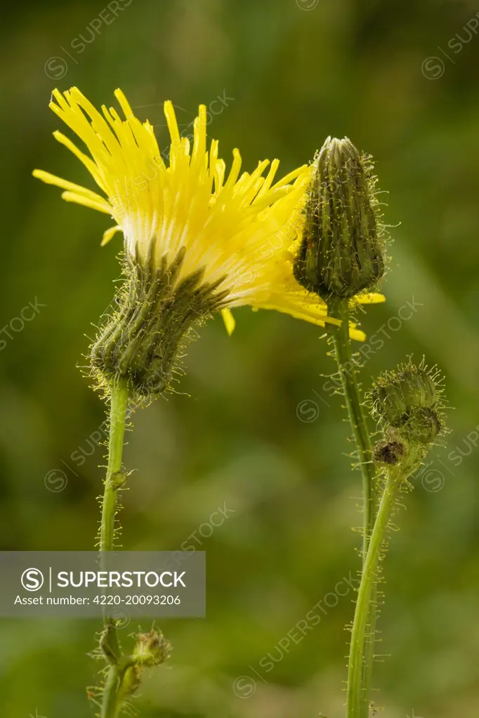 Perennial sow-thistle - in flower. Very good example of glandular hairs. (Sonchus arvensis). Britain.