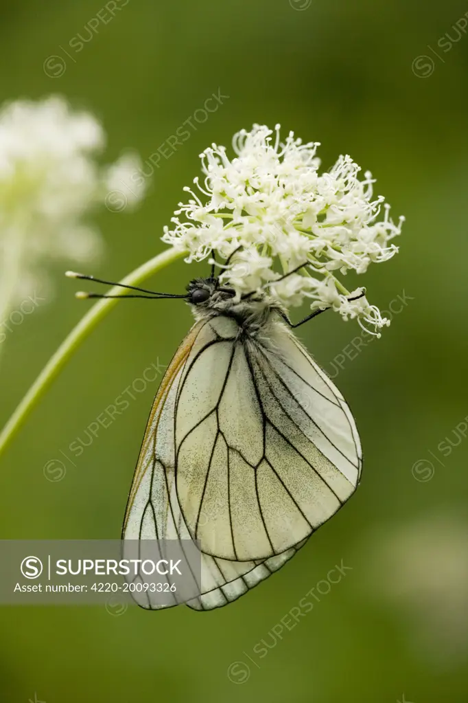 Black-veined White Butterfly (Aporia crataegi). Pyrenees, Spain.