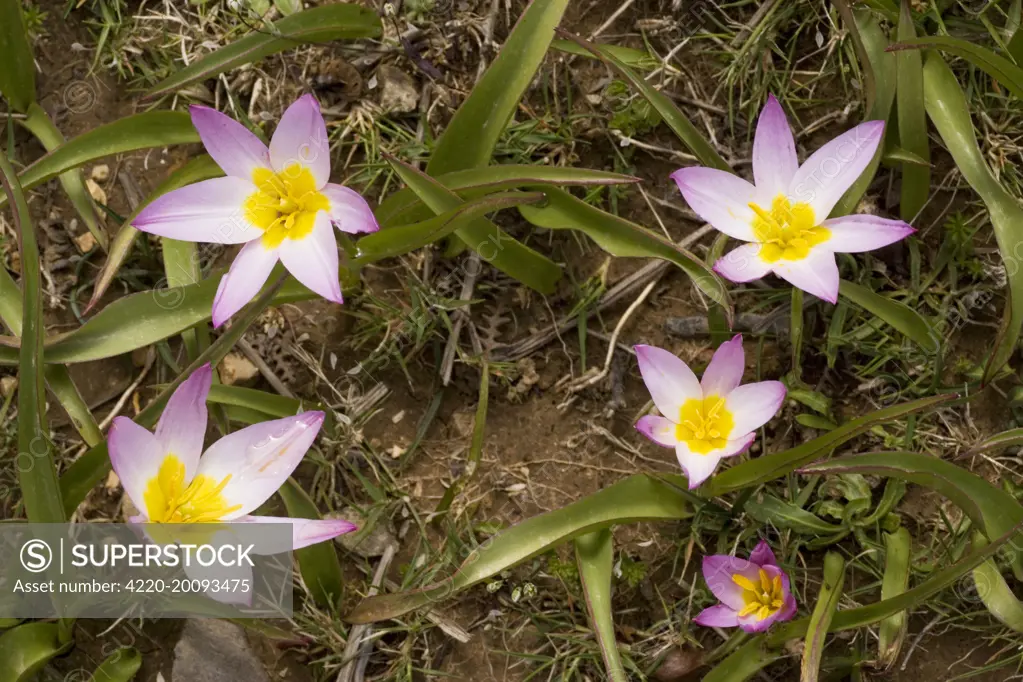 Rock Tulips - in the mountains of Crete (Tulipa saxatilis)