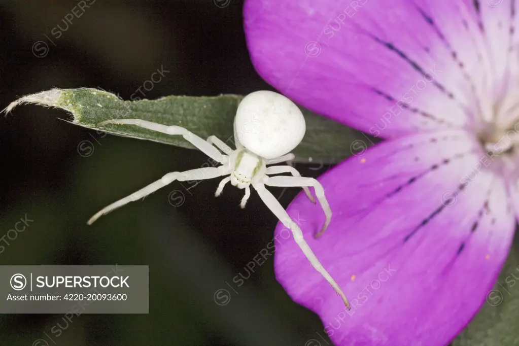 Crab Spider - white form, on Corncockle (Misumena vatia). Dorset, UK.