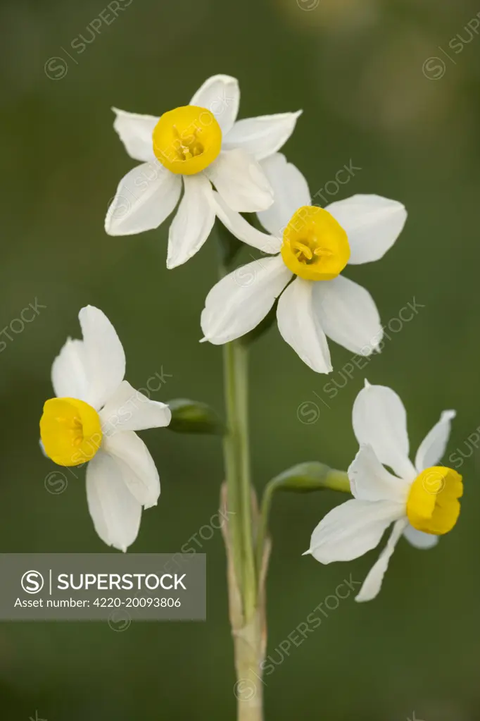 Bunch-flowered narcissus or polyanthus narcissus  (Narcissus tazetta). Sicily.