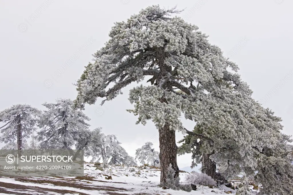 Ancient Black Pine forest - in snow and freezing fog, high in the Troodos Mountains (Pinus nigra pallasiana). Greek Cyprus (south).