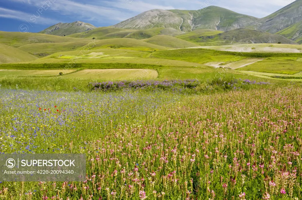Fields full of Sainfoin, cornflowers and other cornfield weeds (Onobrychis viciifolia). on the Grande Piano, Monte Sibillini National Park, Italy.