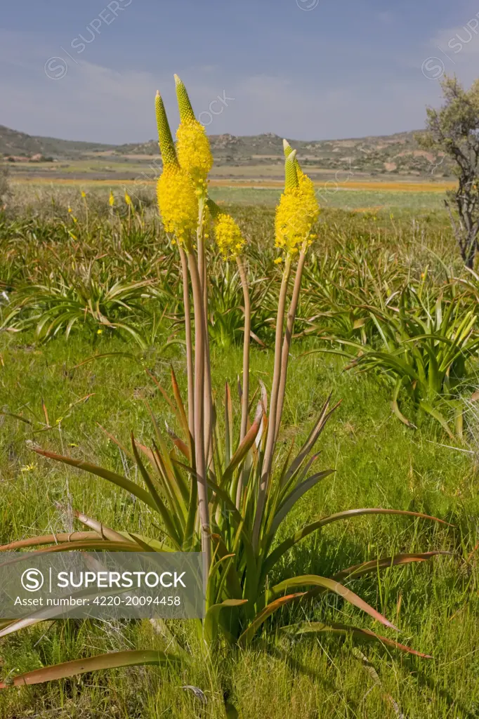 Bulbinella latifolia (Bulbinella latifolia). in the Kamiesberg mountains, Namaqualand, South Africa.