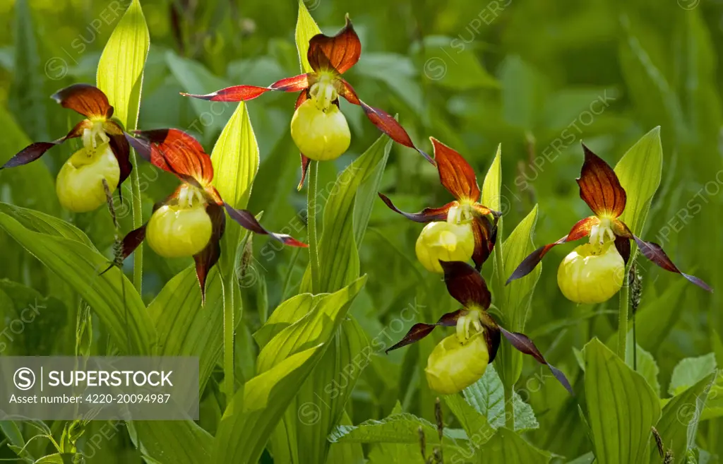 Lady's Slipper Orchids (Cypripedium calceolus). Estonia.