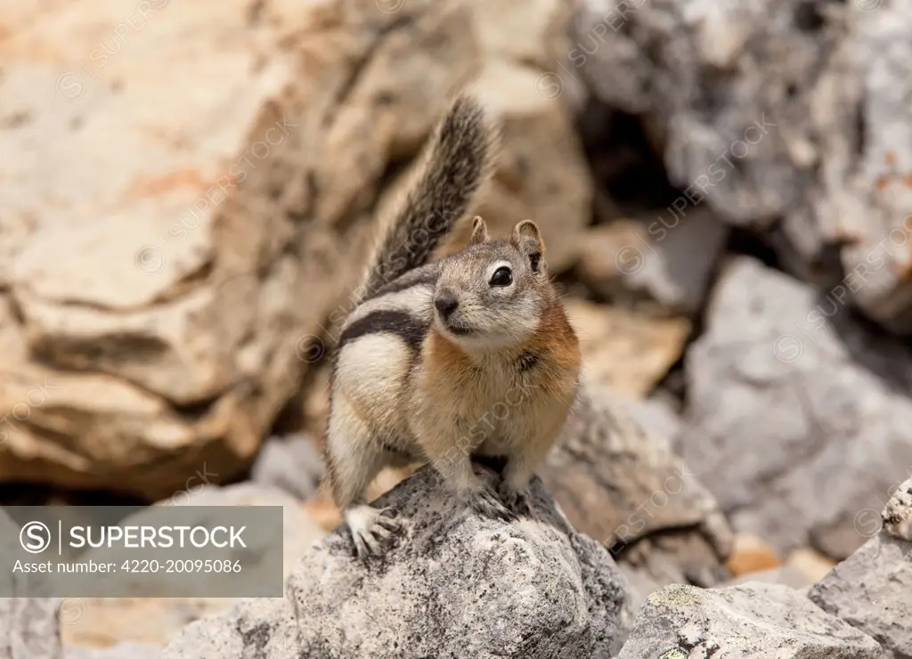 Golden-mantled Ground Squirrel - in the Rockies (Callospermophilus lateralis). Canada.