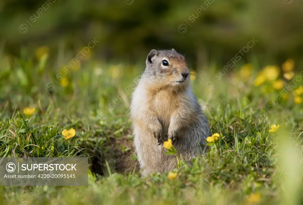Columbian Ground Squirrel  (Urocitellus columbianus). Rockies - Canada.