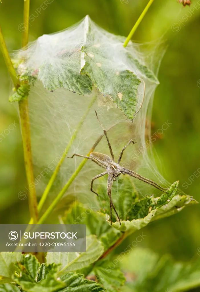Wolf Spider - where the female guards the eggs and young; on nest. (Pisaura mirabilis). Dorset. UK.
