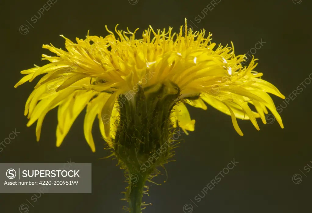 Perennial Sow-thistle - against the light, showing abundant yellow glandular hairs.  (Sonchus arvensis). Dorset. UK.