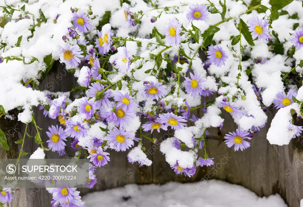 Michaelmas Daisies (probably Aster x versicolor)  in flower, after autumn snowfall (Aster x versicolor). Romania.