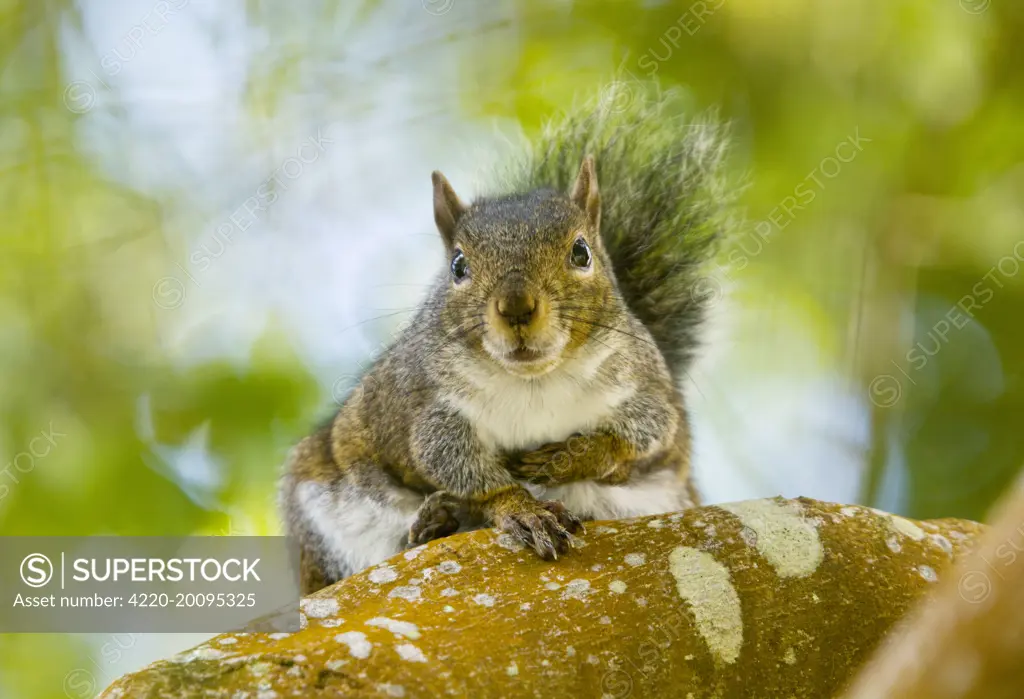 Western Gray Squirrel (Sciurus griseus ssp. griseus). Strybing, San Francisco, California, USA.