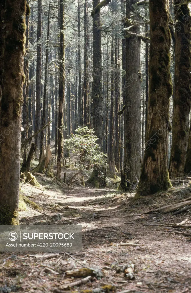 Ancient Silver FIR forest (Abies spectabilis). 11,500 Ft, Nepal.