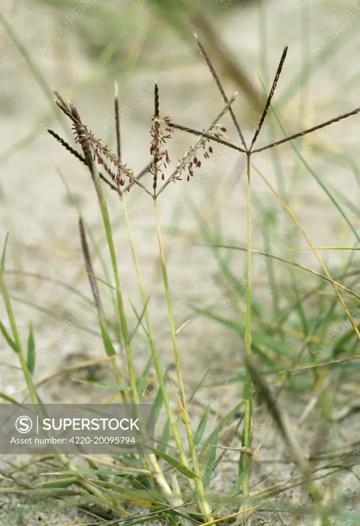 Bermuda GRASS - National rarity (Cynodon dactylon)