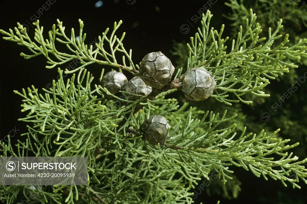 Montery Cypress Cones (Cupressus macrocarpa)