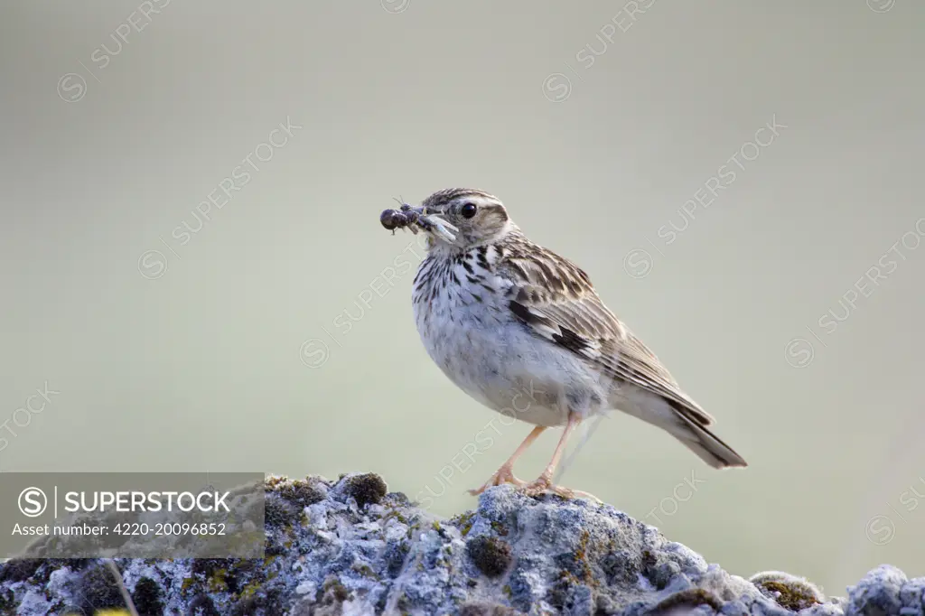 Tree Pipit - Adult bird carrying a beak full of insects to its nestlings (Anthus trivialis). Spain.