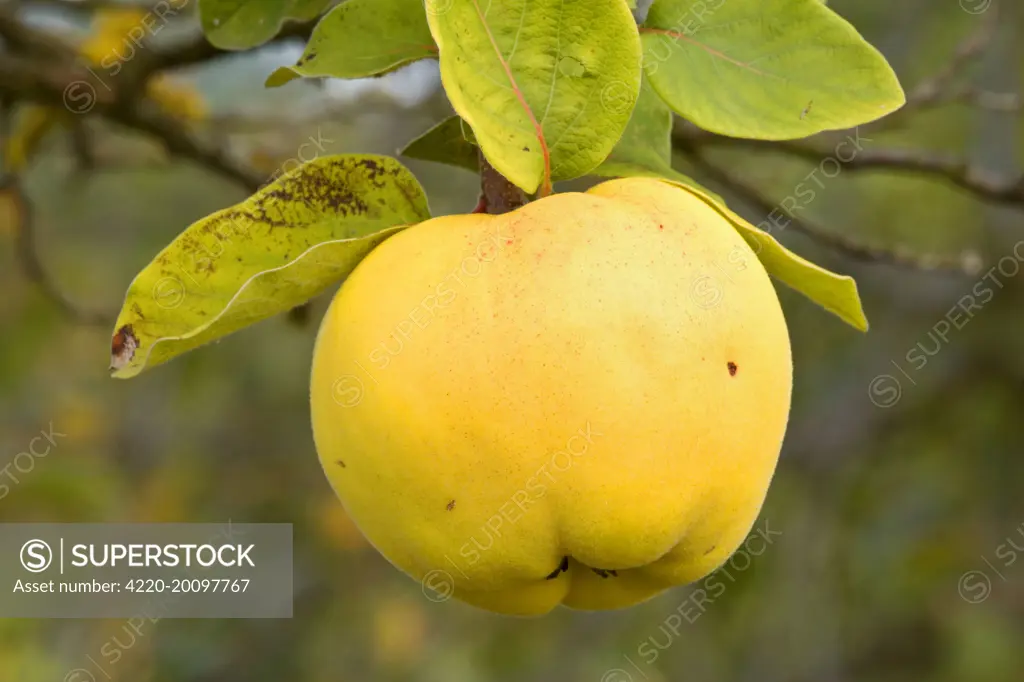 apple quince - ripe, yellow fruit of an apple quince on a quince tree in autumn  (Cydonia maliformis). Baden-Wuerttemberg, Germany.