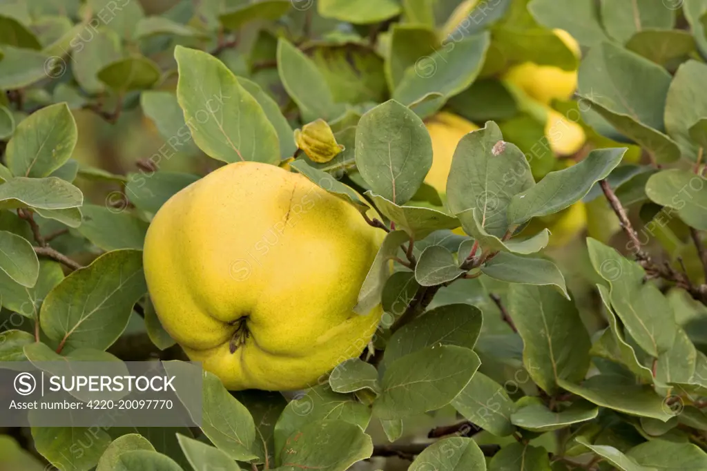 apple quince - ripe, yellow fruits of apple quince on a quince tree in autumn (Cydonia maliformis). Baden-Wuerttemberg, Germany.