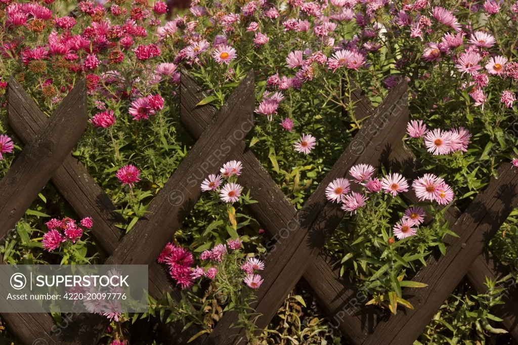 New England Asters - pink and dark red coloured New England Asters growing behind a picket fence in a country garden in autumn (Aster novae-angliae). Baden-Wuerttemberg, Germany.