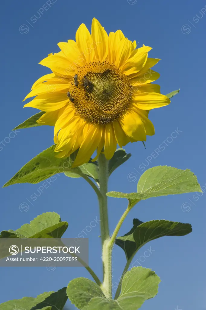 Sunflower - two honeybees (apis mellifera) gather nectar on a single sunflower, against blue summer sky (Helianthus annuus). Baden-Wuerttemberg, Germany.