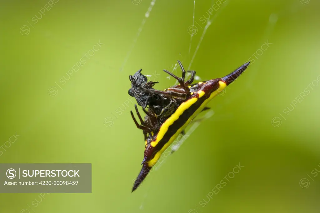 Jewel Spider - frontal view of a beautiful coloured jewel spider feeding on prey which caught in its cobweb (Austracantha minax). Wooroonooran National Park, Wet Tropics World Heritage Area, Queensland, Australia.
