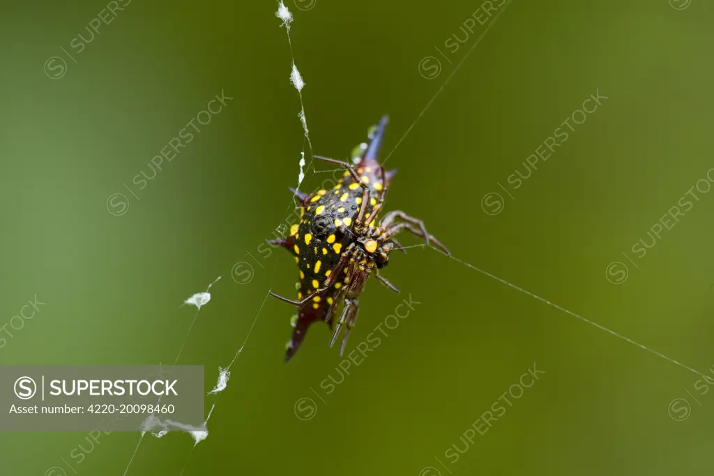 Jewel Spider - in the act of weaving and repairing its cobweb (Austracantha minax). Wooroonooran National Park, Wet Tropics World Heritage Area, Queensland, Australia.