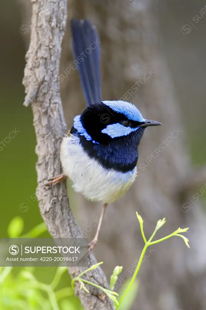 Superb Fairy-wren - male (Malurus splendens). Wilson's Promontory National Park, Victoria, Australia.