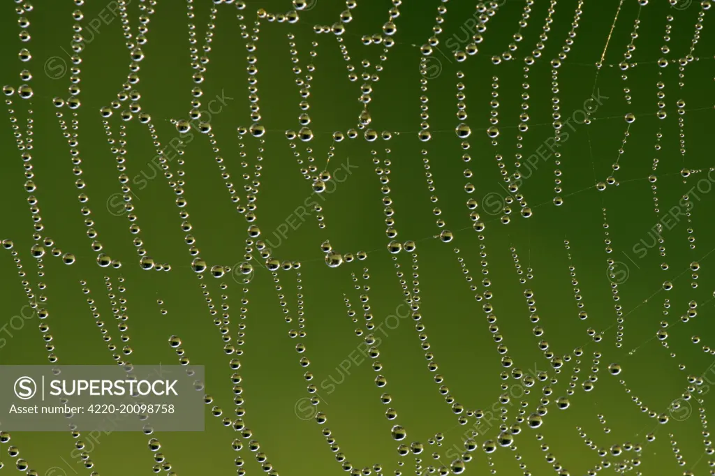 Cobweb with droplets of morning dew. Baden-Wuerttemberg, Germany.