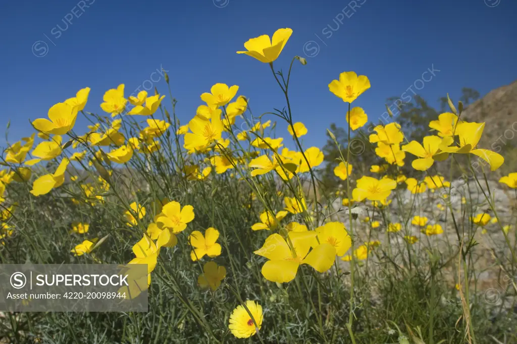 Mexican Gold Poppies (Eschscholtzia mexicana ). Anza Borrego Desert State Park - California - USA.