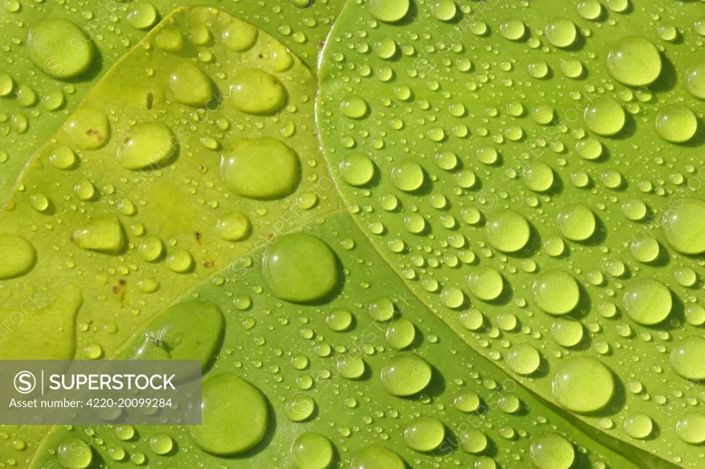 Raindrops on leaves of a water lily. Baden-Wuerttemberg, Germany.