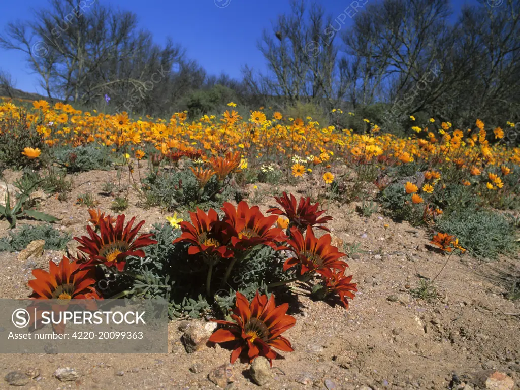 Namaqualand Flowers - Terracotta Gazanias and Namaqualand Daisies (Dimorphotheca sinuata) after winter rains (Gazania krebsiana). Skilpad Wildflower Reserve, Namaqualand, Northern Cape Province, South Africa.