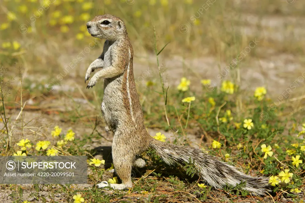 Cape Ground Squirrel / South African Ground Squirrel - standing watchful between yellow flowers on it's hind legs (Xerus inauris). Etosha National Park, Namibia, Africa.