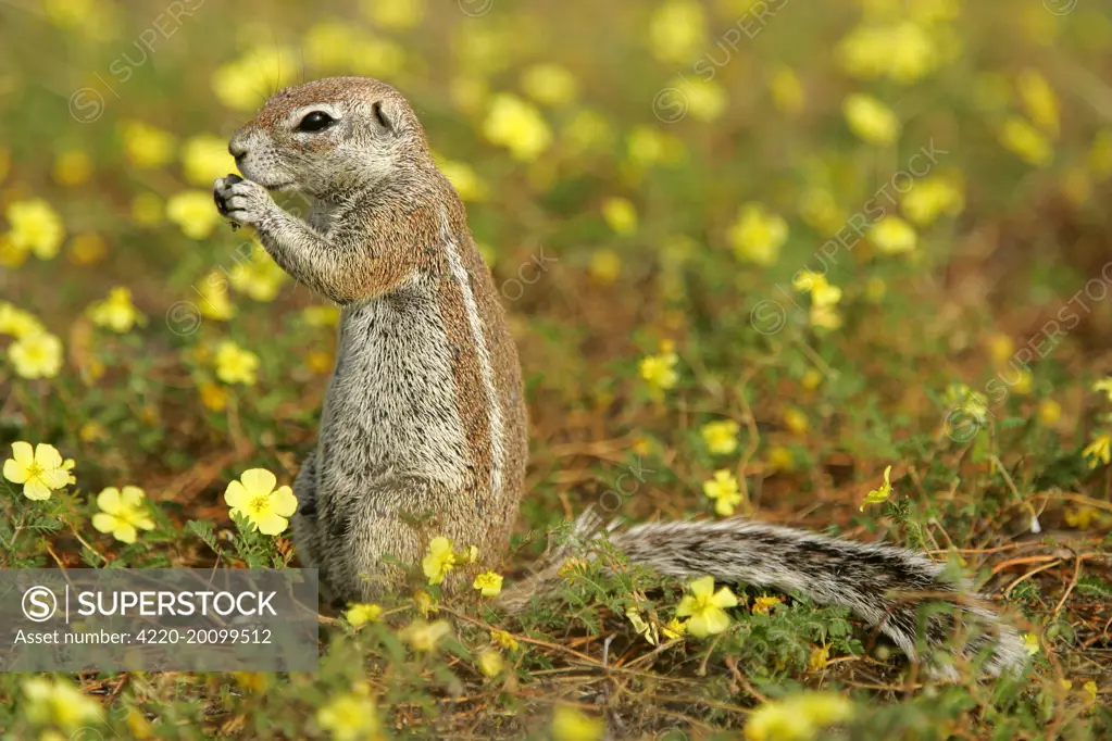 Cape Ground Squirrel / South African Ground Squirrel - feeding on seeds between yellow flowers (Xerus inauris). Etosha National Park, Namibia, Africa.