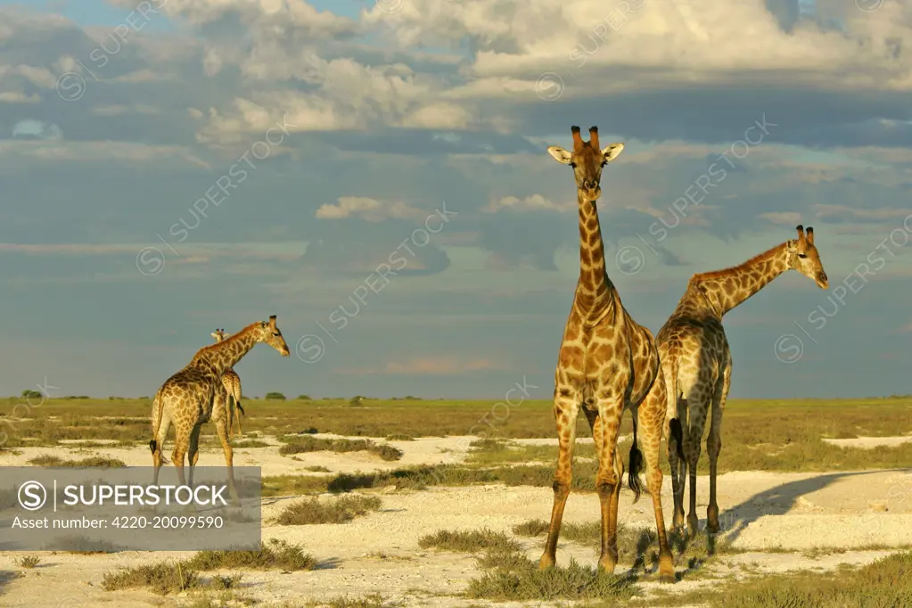 Giraffe - group of four individuals standing in salt pan with approaching rainstorm    (Giraffa camelopardalis). Etosha National Park, Namibia, Africa.