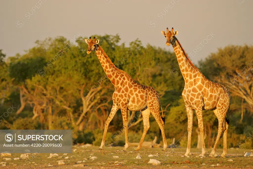 Giraffe - two individuals approaching waterhole of Namutoni in last evening light (Giraffa camelopardalis). Etosha National Park, Namibia, Africa.