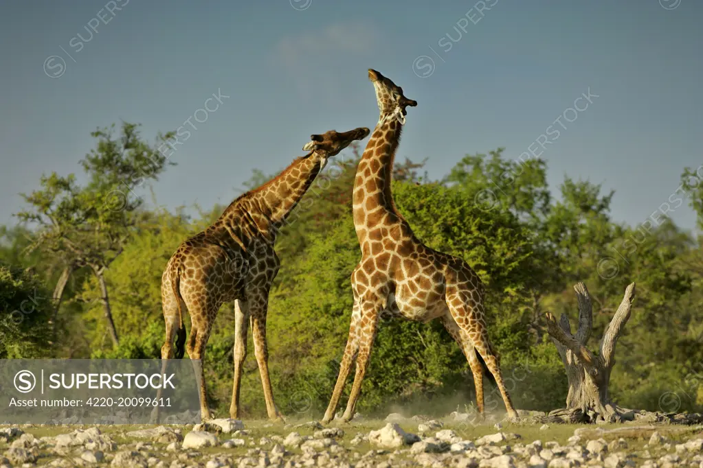 Giraffe - two bulls fighting rotating their long necks (Giraffa camelopardalis  ). Etosha National Park, Namibia, Africa.
