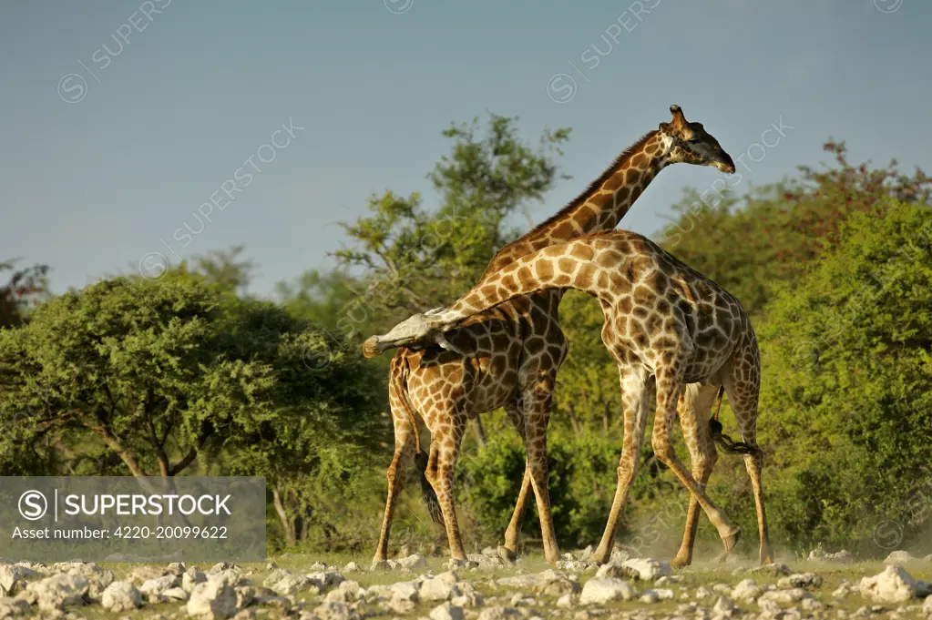 Giraffe - two bulls fighting rotating their long necks (Giraffa camelopardalis). Etosha National Park, Namibia, Africa.