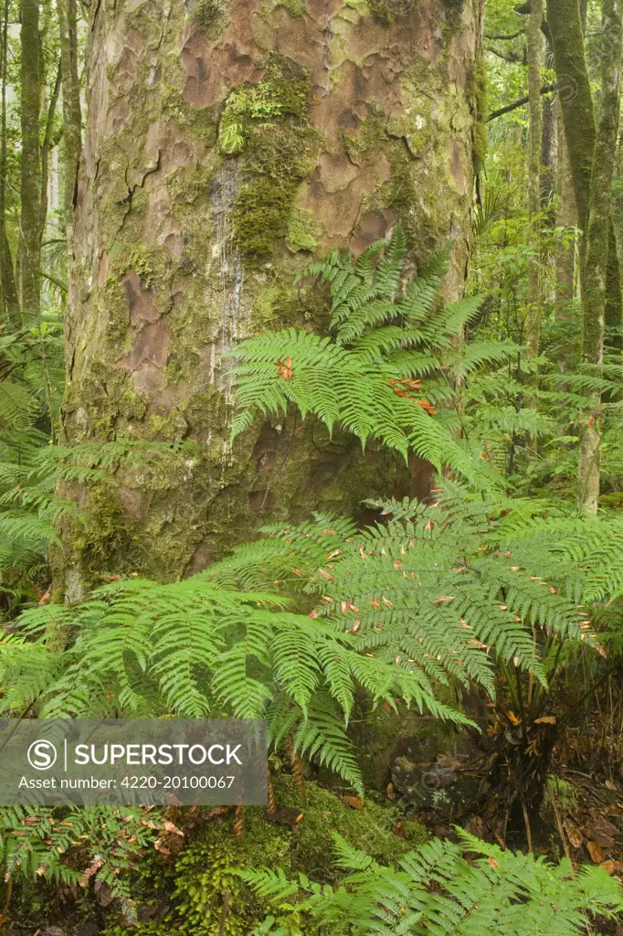 Kauri Forest - Kauri trees surrounded by ferns as undergrowth (Agathis australis). Trounson Kauri Park Scenic Reserve, Northland, North Island, New Zealand. The felling of nearly all of New Zealand's Kauri forests is a very sad story. The oldest of the few giant Kauris that are left are over 1200 years old and deliver an unbelievable volume of valuable wood. That is the reason why nearly all of them were felled starting from around 150 years ago when the Europeans entered the land. In just over 