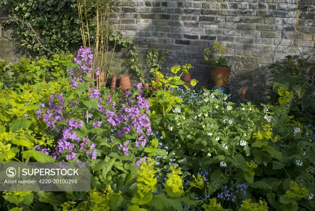 Garden Flowers - With Honesty. Spring - UK.