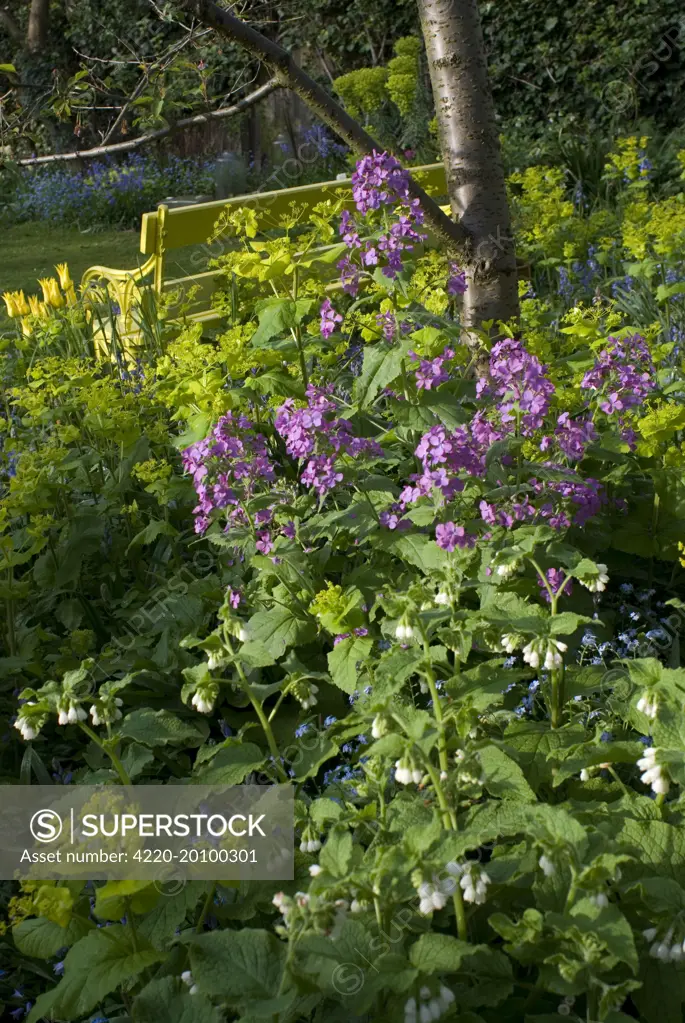 Garden Flowers - With Honesty. Spring - UK.