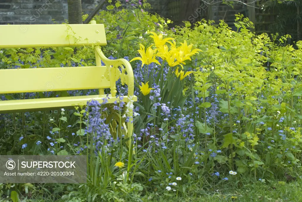 Garden - Yellow Bench and Lily flowering 'West Point' Tulips amongst Bluebells and  Smyrnium perfoliatum 