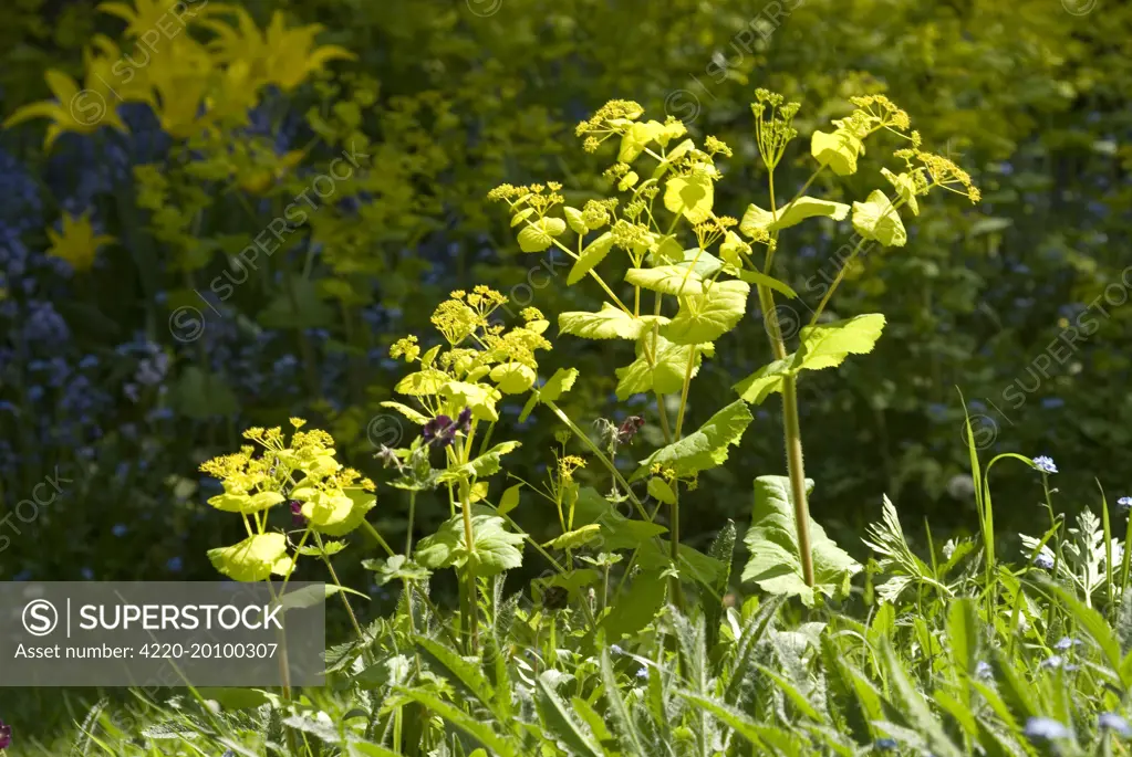 Smyrnium perfoliatum - In garden (Smyrnium perfoliatum)