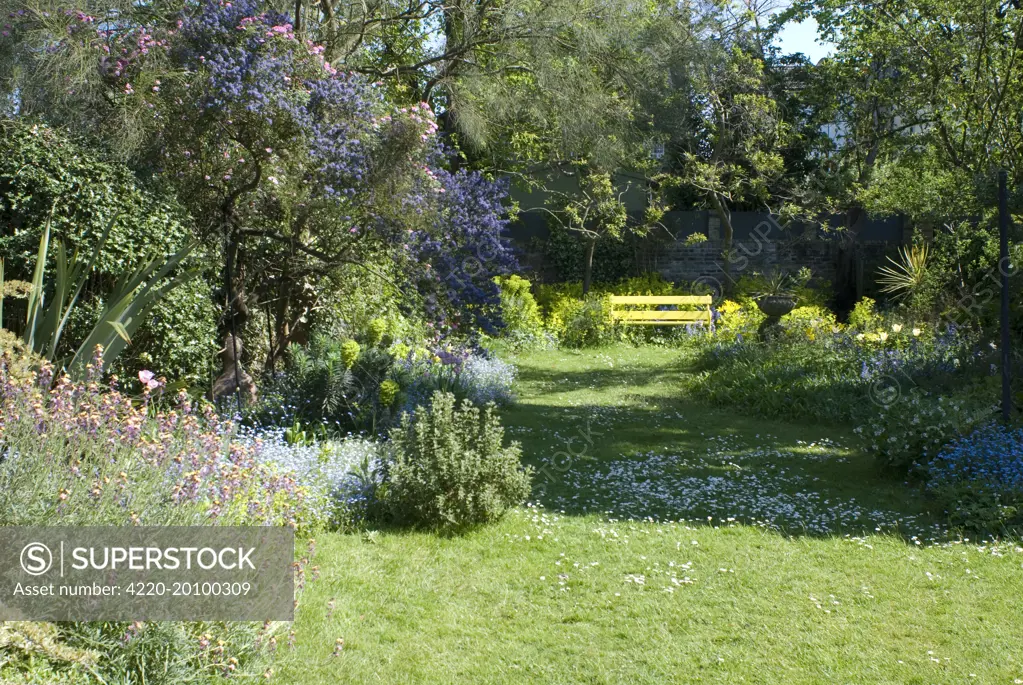 Unkempt Garden Lawn. Spring - UK.