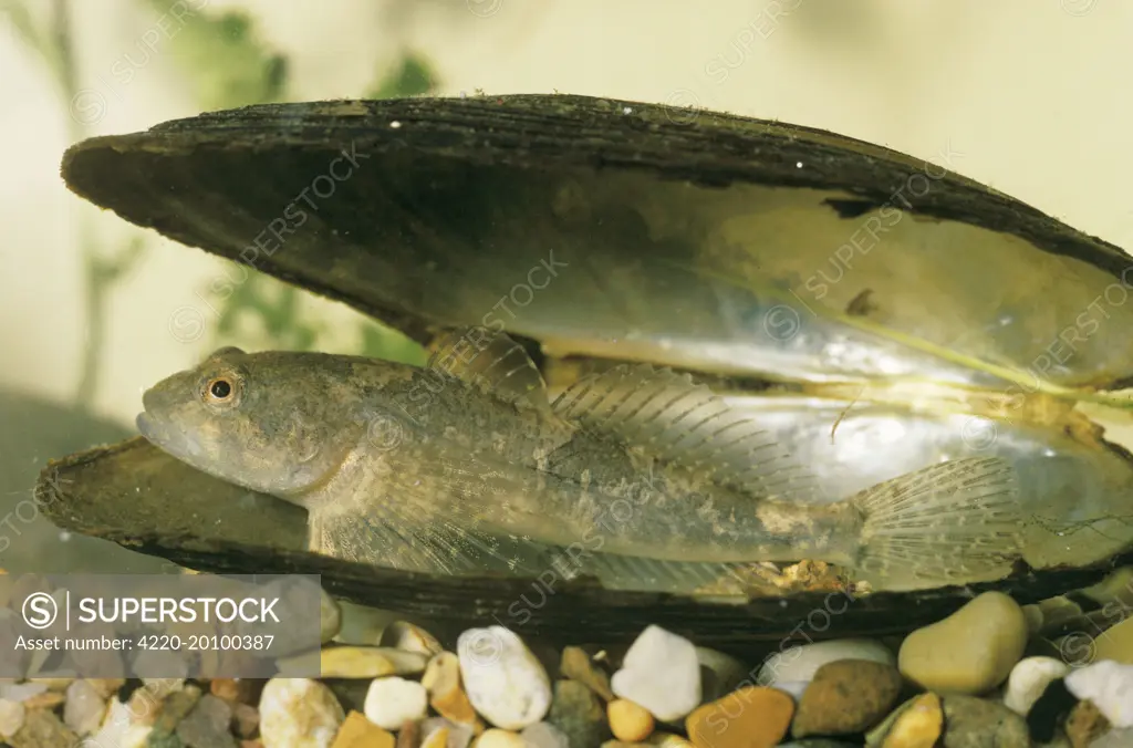  Bullhead Fish - in shell (Cottus gobio)