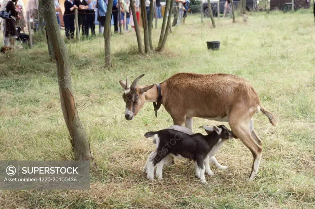 Goat - &amp; twin kids suckling 