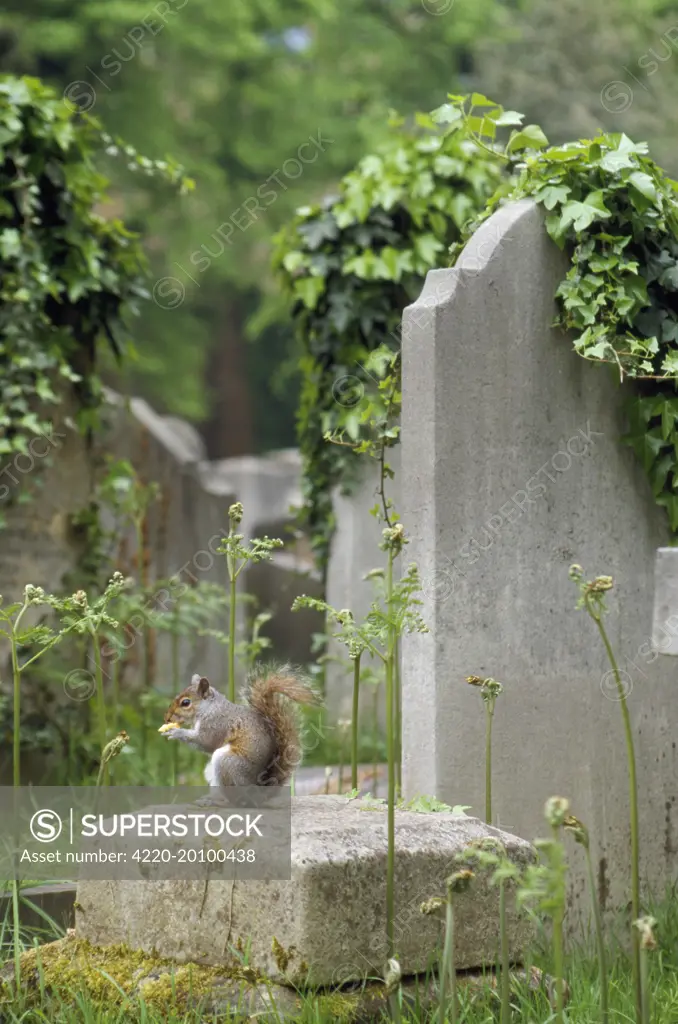 Grey Squirrel - in cemetry 