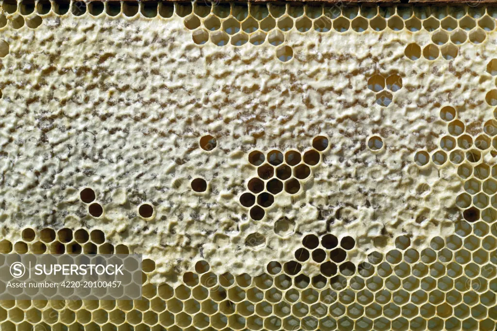 BEE KEEPING - Capped honey comb in Honeybee hive 